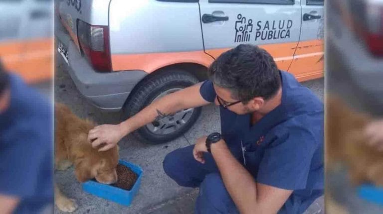 Coronavirus: en Villa Carlos Paz, el Municipio reparte comida a los perros callejeros