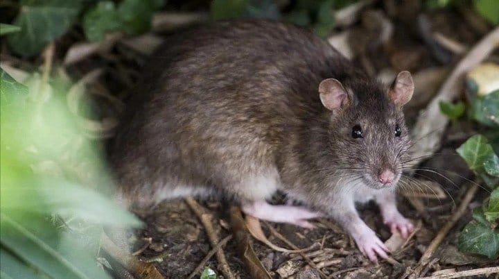 Lo que faltaba, después del coronavirus China tiene el primer muerto por hantavirus