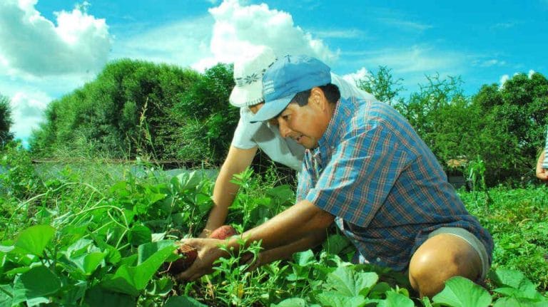 Productores agropecuarios deberán certificar, en el Comando Radioeléctrico, las autorizaciones para libre circulación