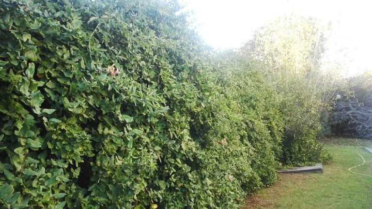 Estas son las tareas para realizar en el Jardín durante marzo (segunda parte)