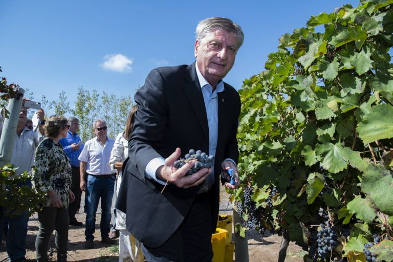 Comenzó hoy la tradicional vendimia en Casa de Piedra: “Las bodegas tienen vinos de mucha calidad” aseguró Ziliotto