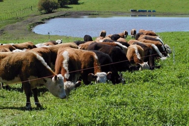 Productores agropecuarios donarán carne para asistir a familias vulnerables