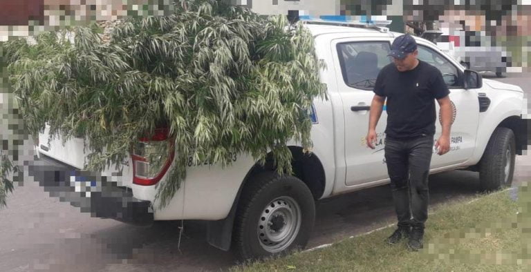 Victorica: secuestran plantas de marihuana de 2 y 3 metros que estaban ocultas en un patio