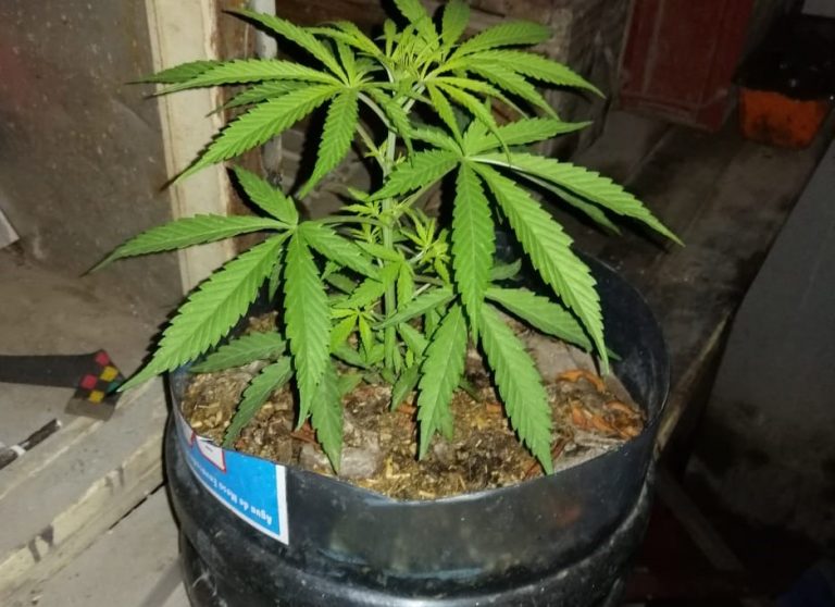Joven ingresó a robar a una casa quinta y cuando fue interceptado por la Policía le encontraron una planta de marihuana
