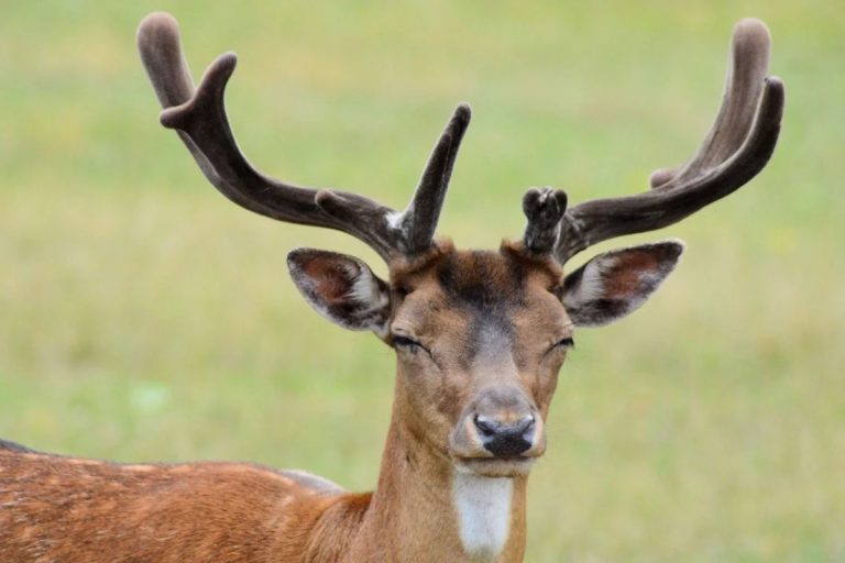 Un ciervo le arrancó parte de la cara a un cazador en Francia