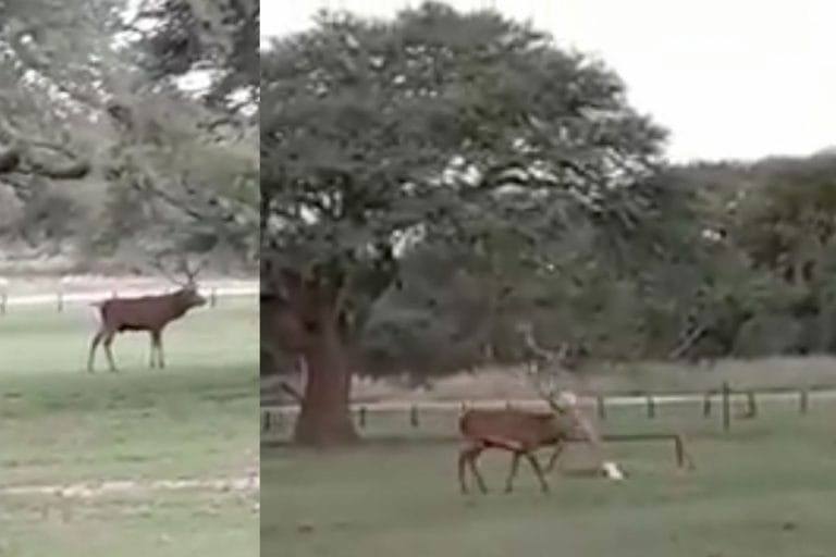 Ocurrió en Parque Luro: El bramido de un ciervo y su paso conquistador entre juegos de niños
