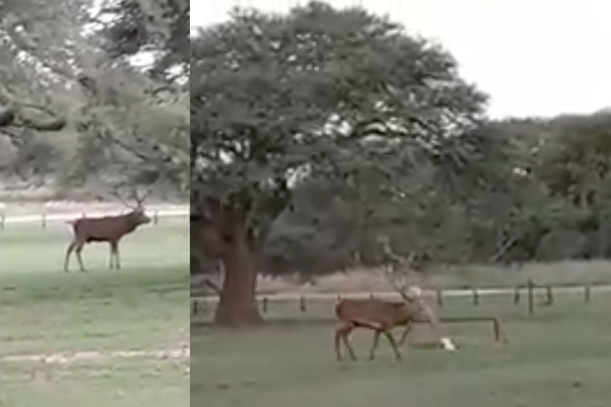 Ocurrió en Parque Luro: El bramido de un ciervo y su paso conquistador entre juegos de niños