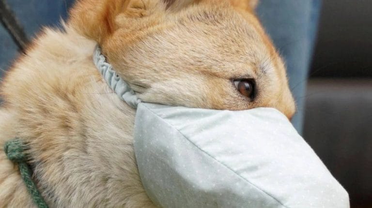 Coronavirus: murió el primer perro diagnosticado con la enfermedad