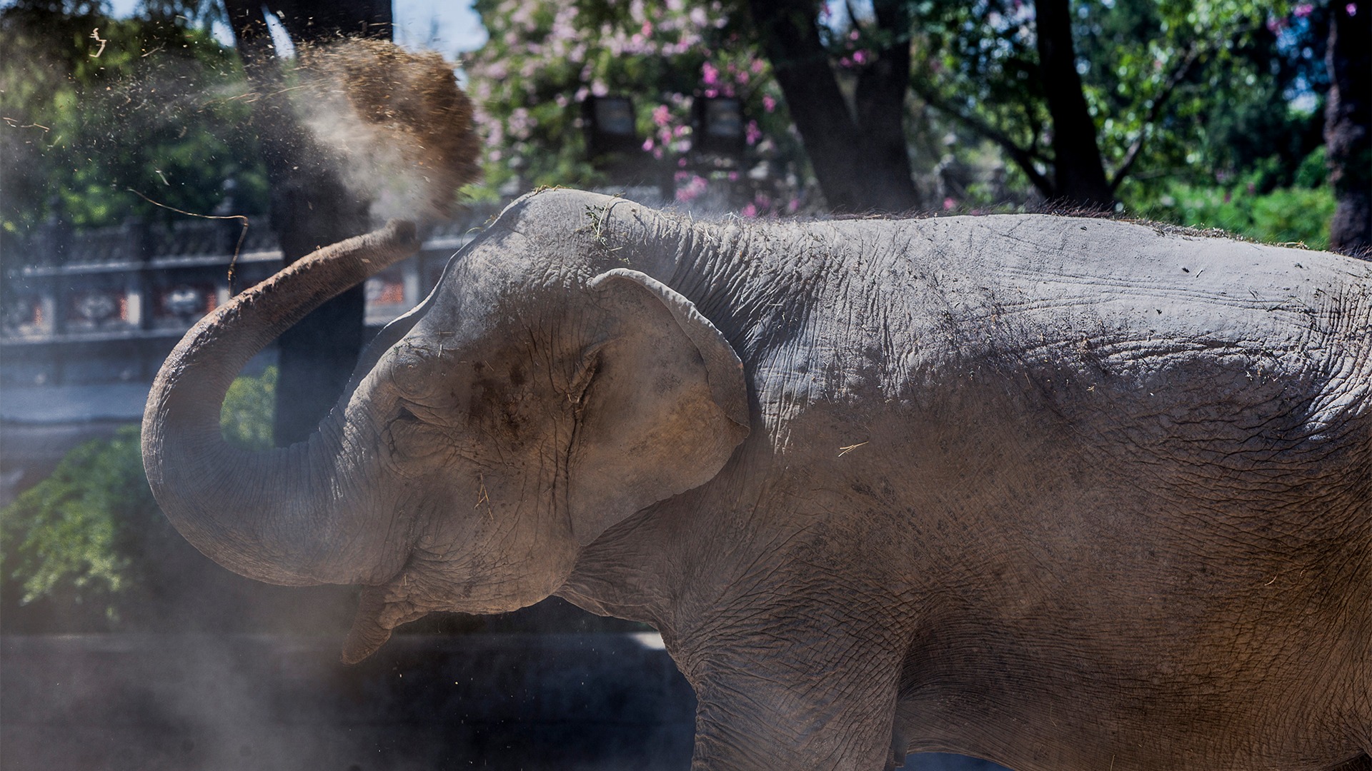 La increíble historia de la elefanta Mara y los preparativos para su traslado a Brasil