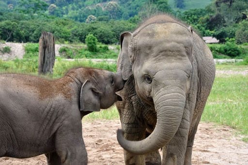 El maltrato animal termina por el coronavirus: liberan a 78 elefantes por falta de turistas en Tailandia