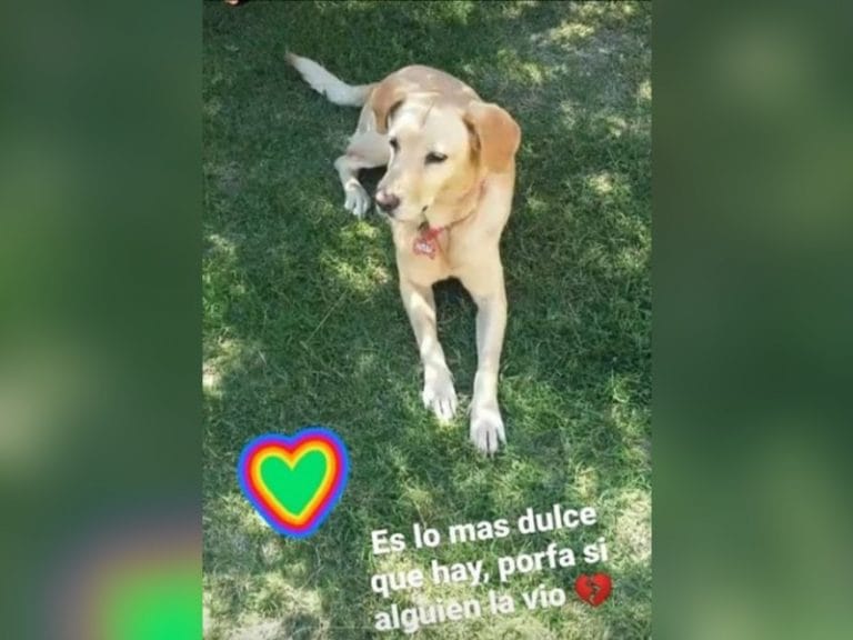 Se perdió la perra guía de Aymara, una niña con discapacidad de General Pico y necesitan la ayuda de todos para encontrarla
