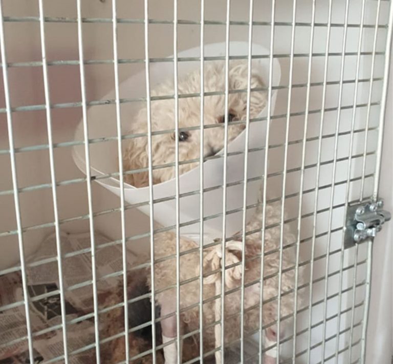 Vecina de General Pico agradeció a las personas que la ayudaron a salvar una perrita que fue brutalmente atacada por un Pitbull: “Sin su ayuda, Fermina no estaría viva”
