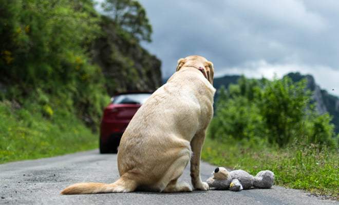 México: proponen pena de cárcel para quienes abandonen a sus mascotas