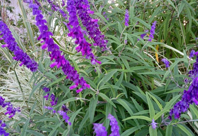 Para los amantes del Jardín: SALVIAS herbáceas perennes la mejor opción para el jardín