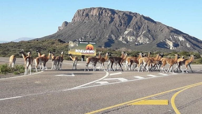 Postales de la cuarentena: ante la falta de gente, los guanacos se adueñaron del ingreso al Valle de la Luna