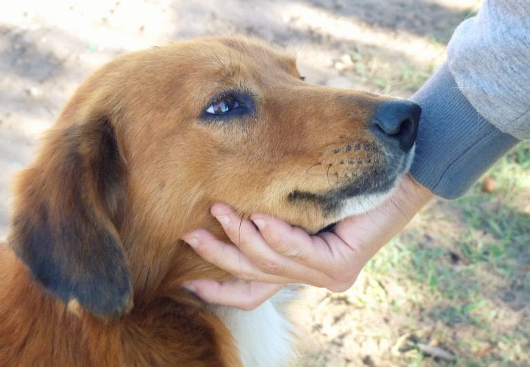 Algunos consejos útiles para tener a tus mascotas activas desde casa y en el mejor estado de salud