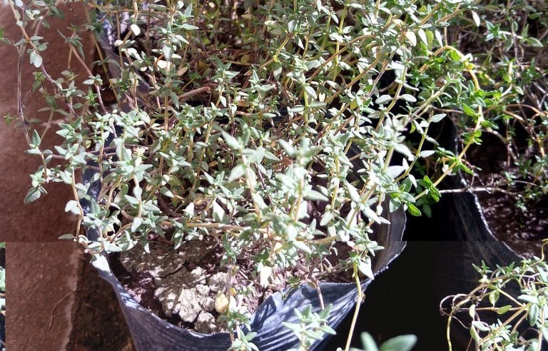 Los amantes del Jardín y las plantas Aromáticas