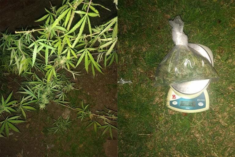 La policía de Miguel Cané secuestró plantas de marihuana