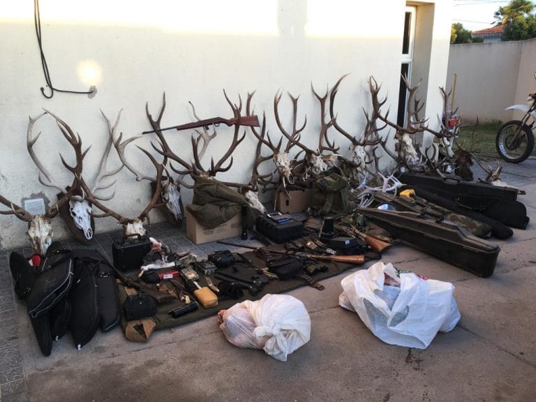 La policía secuestró 19 cabezas de ciervo colorado, 13 armas de fuego y diversos elementos utilizados para la caza ilegal en cercanías de Telén
