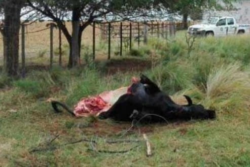 Abigeato: Entraron a un campo y  carnearon un novillo en cercanía de General Pico