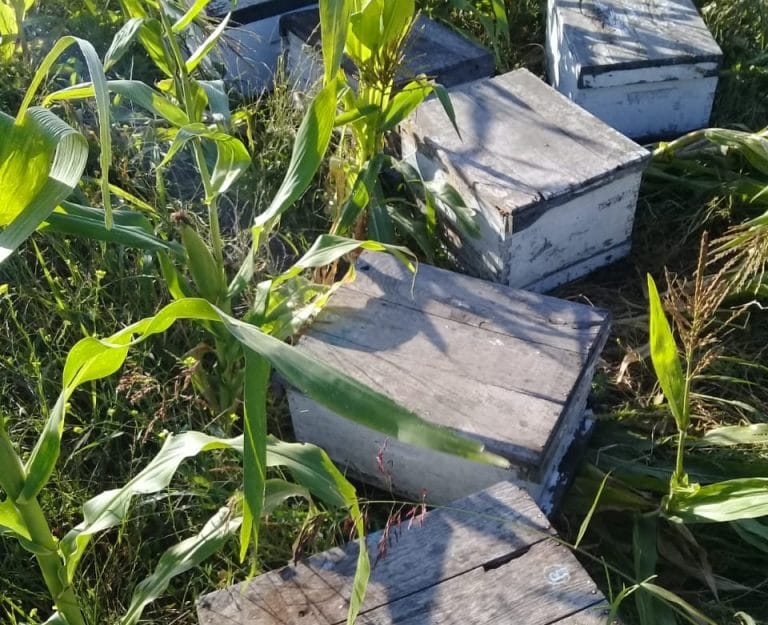 La Brigada de Investigaciones recuperó 21 cámaras de cría de abejas en medio de un maizal