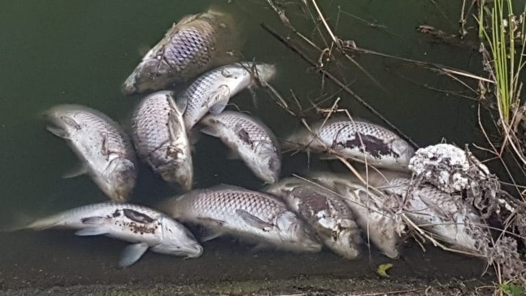 Una enorme cantidad de carpas muertas aparecieron en el canal de entrada a la Laguna de General Pico