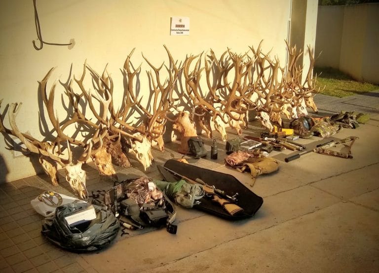 Allanamientos en Telén: Detuvieron a dos cazadores furtivos, secuestraron una camioneta, armas, cabezas de ciervo colorado y múltiples elementos