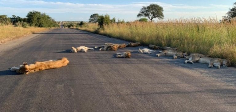 Cuarentena: las inusuales imágenes de leones que duermen la siesta en el asfalto en Sudáfrica