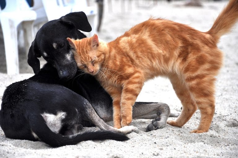 Día del Animal: quién era el “loco de los animales” por el que se celebra el 29 de abril