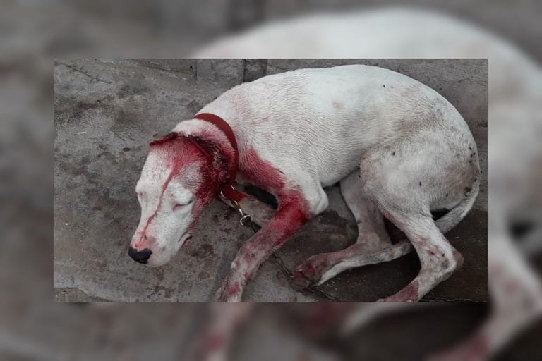 Un hombre le mutiló las orejas a una cachorrita “dogo” y fue formalizado hoy por la Justicia pampeana: La perra fue rescatada y dada en adopción