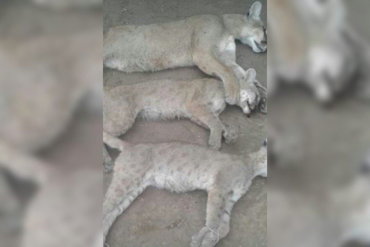 Indignante: un cazador rompió la cuarentena y mató a un puma y sus dos cachorros en Santiago del Estero