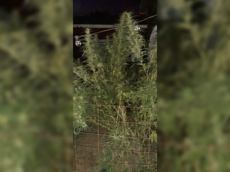 Policía de Eduardo Castex secuestró plantas de marihuana y una escopeta calibre 16