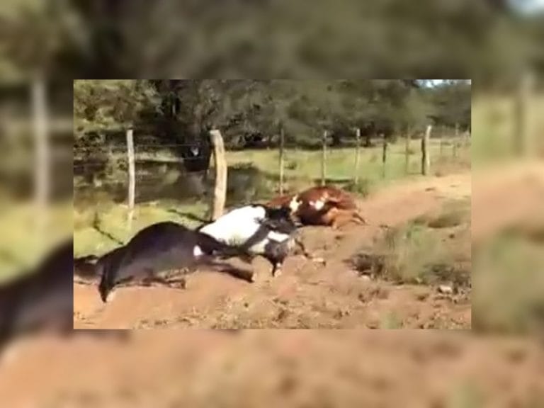 Tremendo: una centella mató a 21 vacas de 200 kilos cada una en un campo cercano a Winifreda