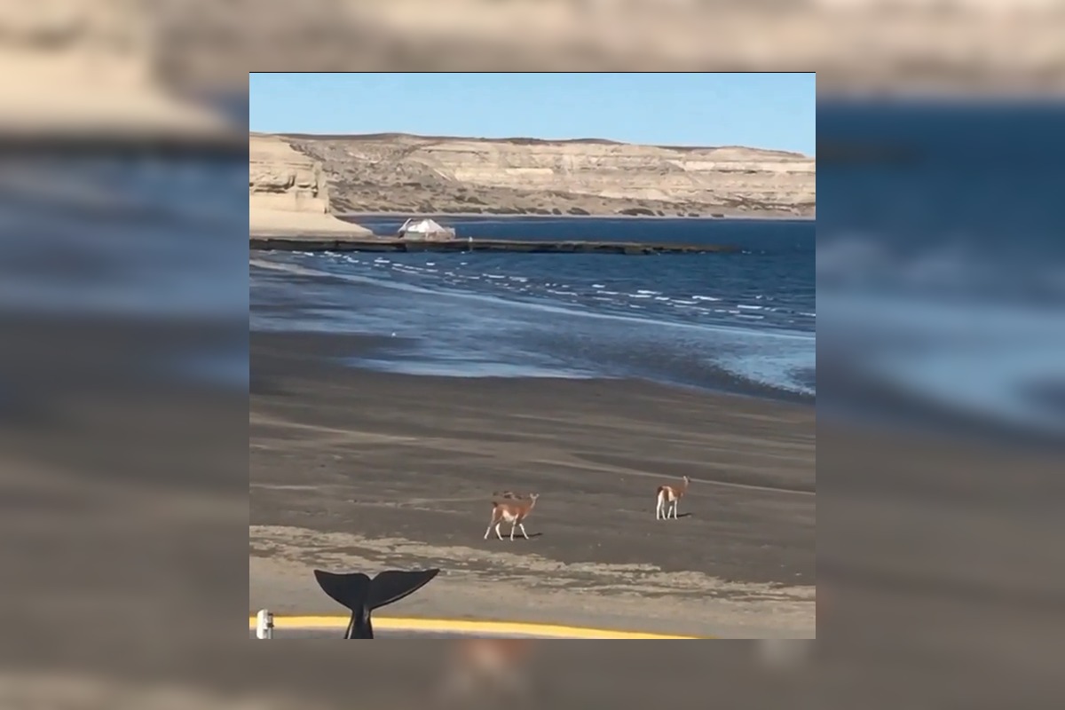 [VIDEO] Sin personas a la vista por la cuarentena, los guanacos se pasean por Puerto Pirámides