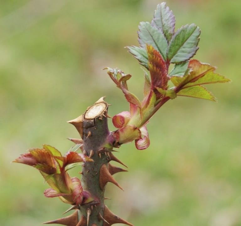 Para los amantes del Jardín: seguimos con las tareas para el mes de abril