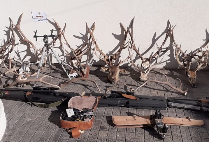 Telén: Secuestran 22 cabezas de ciervo colorado, 6 armas de fuego y detienen al encargo del predio rural