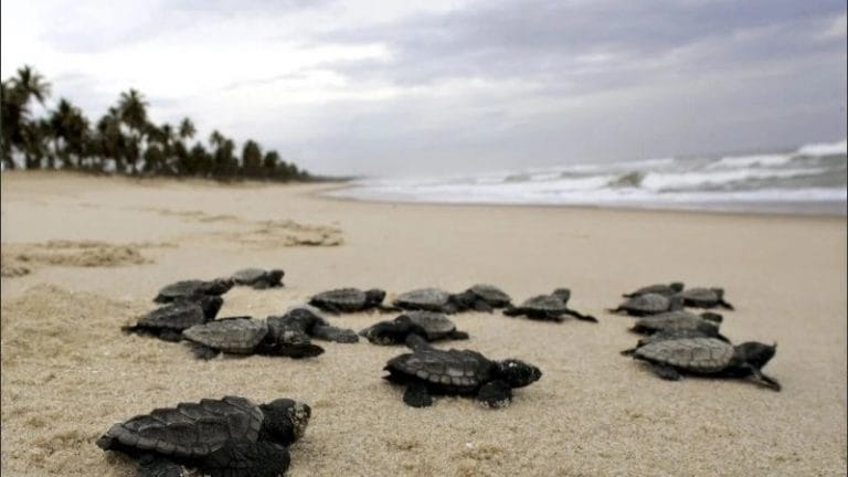 Nacieron 97 tortugas en peligro de extinción en una playa que quedó vacía por la cuarentena