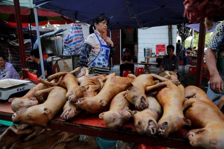 Por primera vez, una ciudad de China prohíbe comer perros y gatos