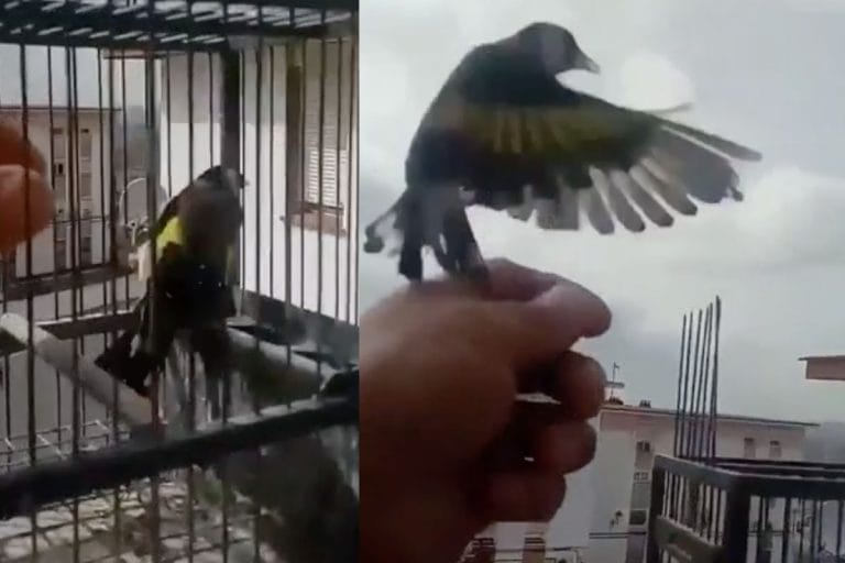 Video: liberó a sus pajaritos porque con la cuarentena por coronavirus entendió lo que es vivir encerrado