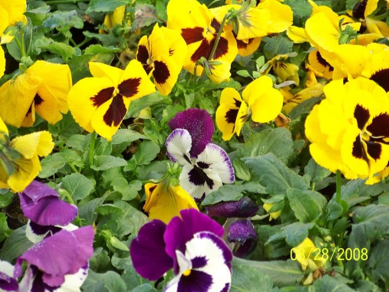 Para los amantes del Jardín: Tareas del mes de mayo