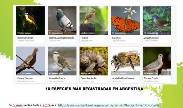 Dorila y General Pico, entre las ciudades con más registros en el City Nature Challenge