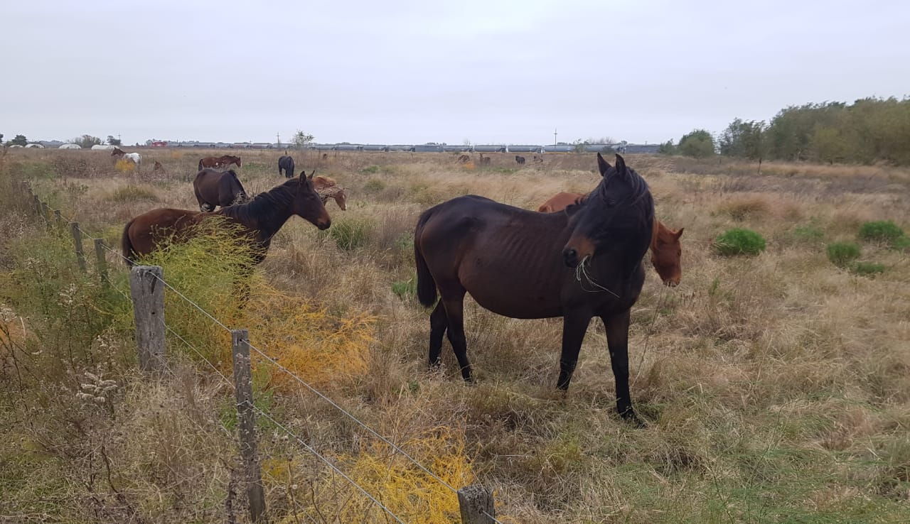 Recuperan 15 caballos que le habían robado a la Agrupación Gaucha Maracó