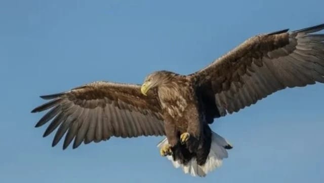 Inglaterra: reapareció después de dos siglos el Águila de cola blanca, una especie que se creía extinta