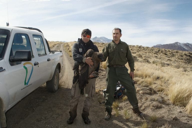 Épico rescate de un cóndor herido en el norte de Neuquén