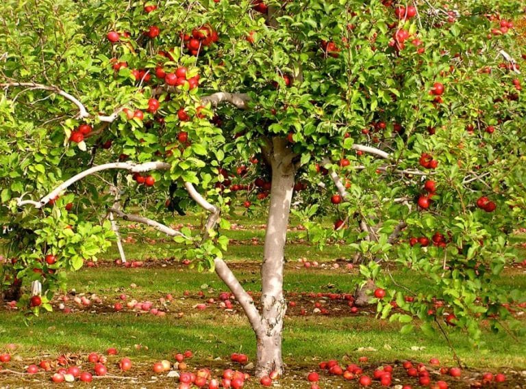 Frutales en nuestro jardín (1º parte)