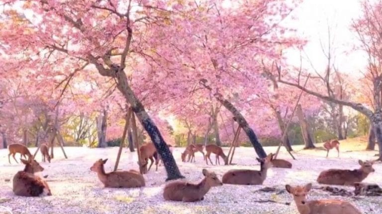 Belleza pura: ciervos descansan bajo los cerezos en flor en Japón
