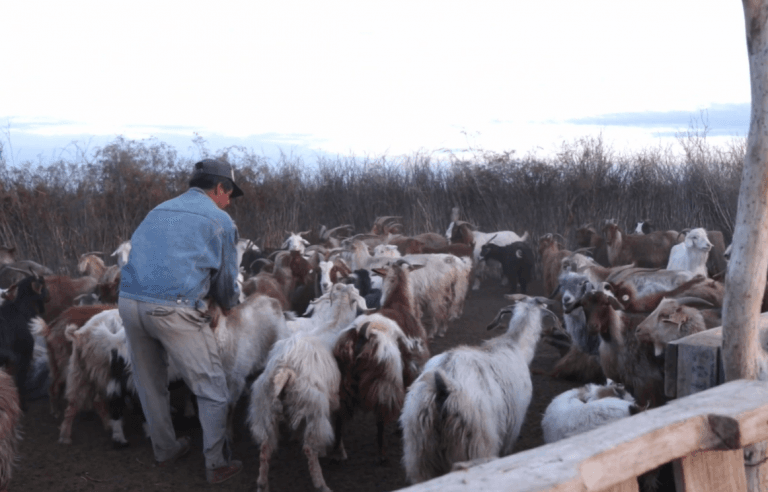 Mirá el video que muestra el trabajo de más de 100 familias rurales del oeste pampeano agrupados en el MTE Rural