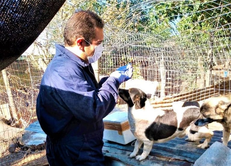 Vacunaron a mas de 250 animales alojados en el refugio canino