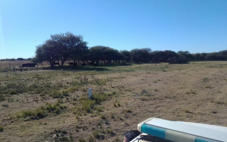 Policía de Castex investiga robo de hacienda en zona rural de Rucanelo: Hallaron vacas y terneros
