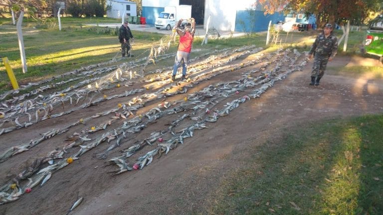 Pesca furtiva: secuestran más de 1000 kilos de pescado en la laguna Cuero de Zorro